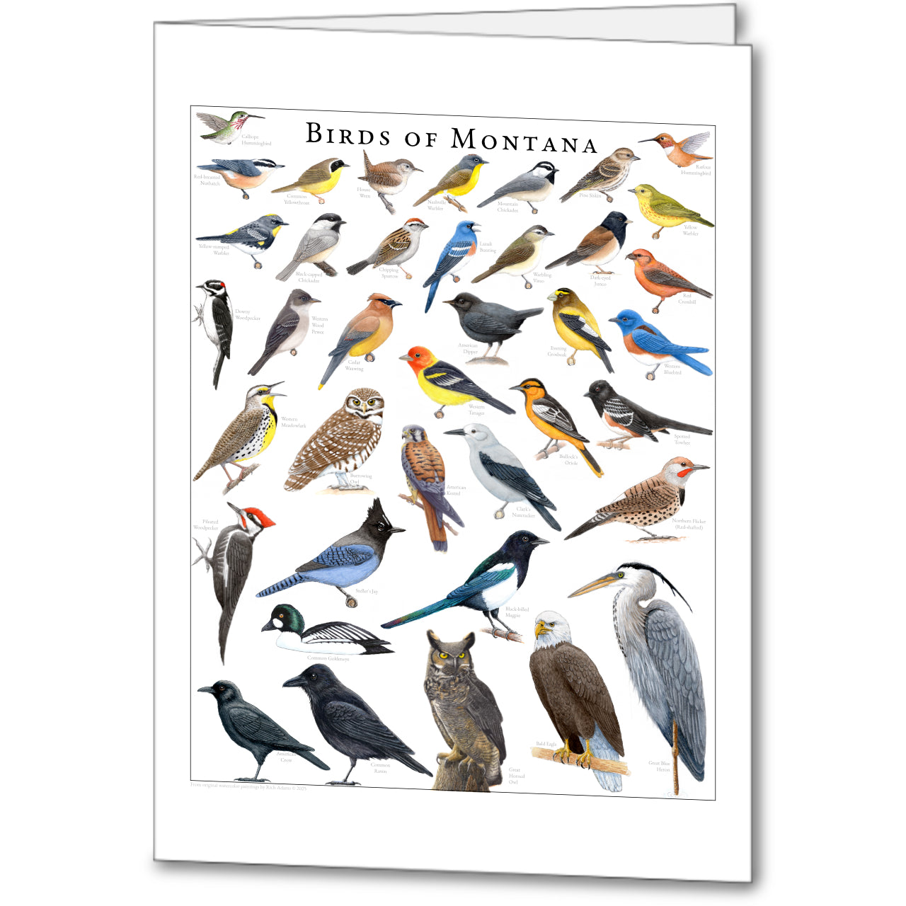 Birds of Montana
