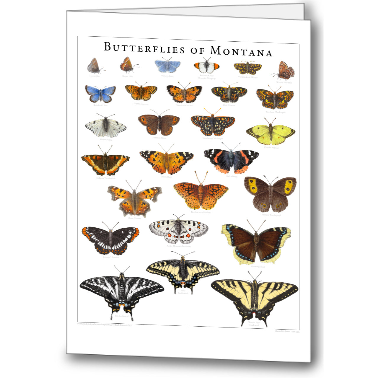 Butterflies of Montana