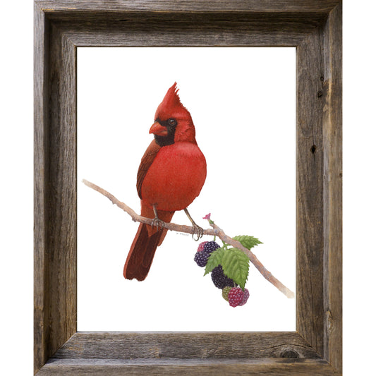 Northern Cardinal