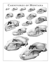 Load image into Gallery viewer, Carnivores of Montana