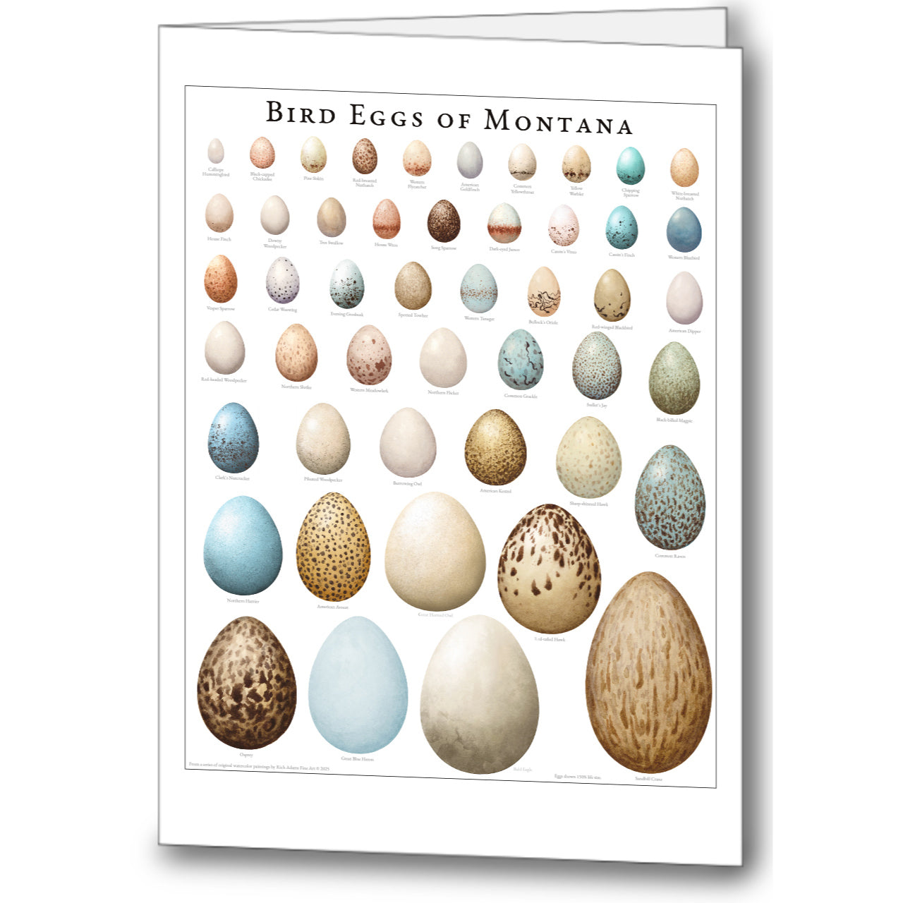 Bird Eggs of Montana
