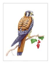 Load image into Gallery viewer, American Kestrel