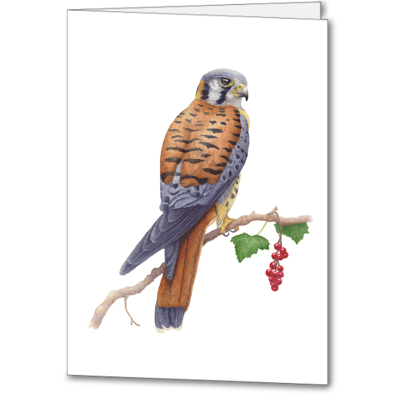 American Kestrel