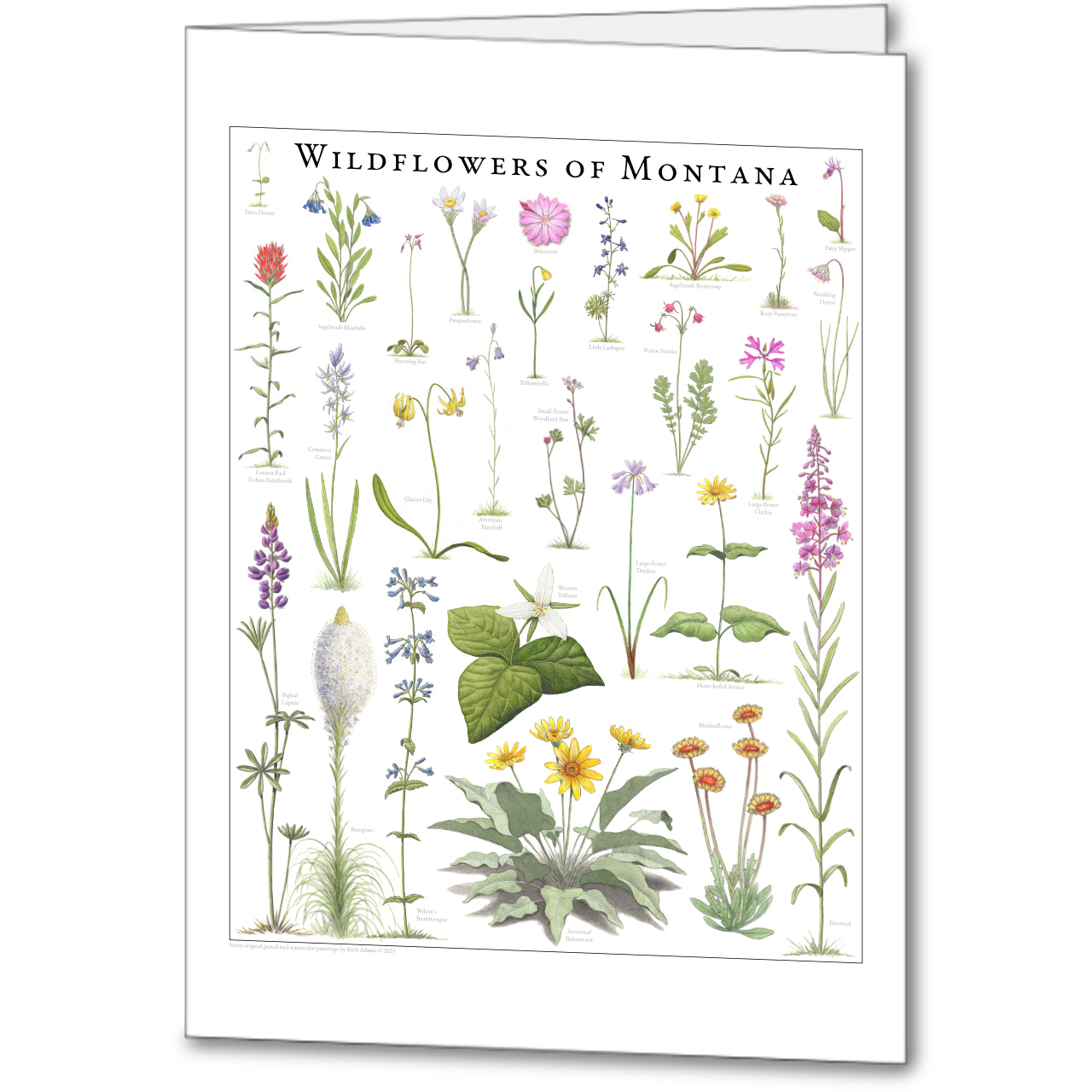 Wildflower Notecards (set of 5)