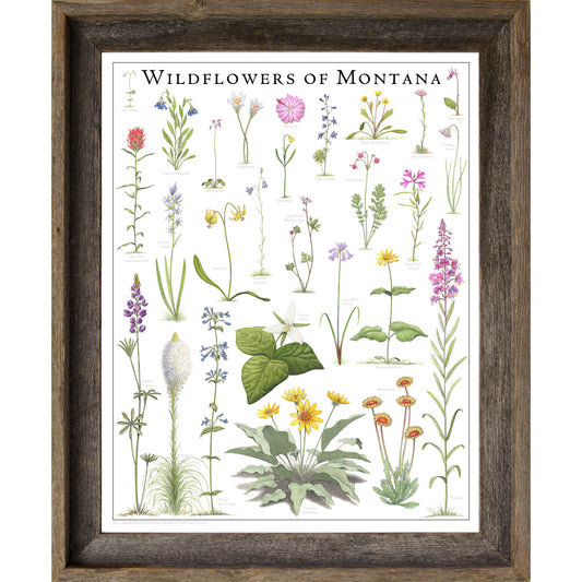 Wildflowers of Montana