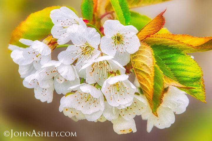 "Cherry Blossoms" John Ashley