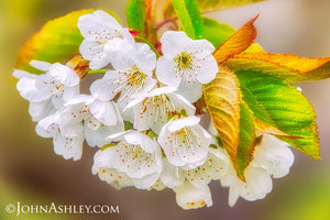 "Cherry Blossoms"  John Ashley