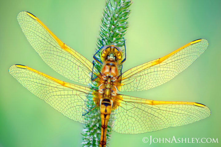"Gossomer Wings" John Ashley