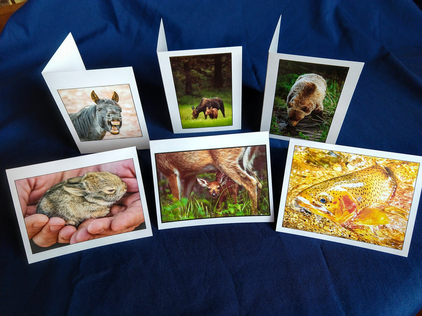 Wildlife Card Variety 6 for $15, John Ashley Photography