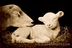 "Peaceful Lamb" John Ashley