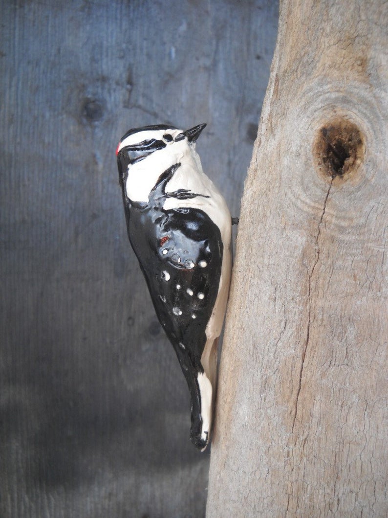 The Downy Woodpecker