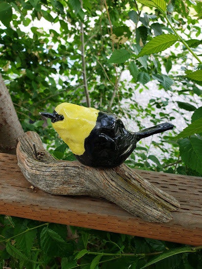 The Yellow-headed Blackbird