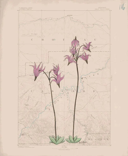 "Stars in the Field",   11x14 Print Anita Mathews