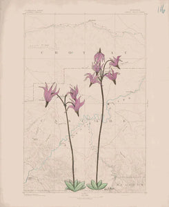 "Stars in the Field",   11x14 Print Anita Mathews
