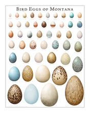 Load image into Gallery viewer, Bird Eggs of Montana
