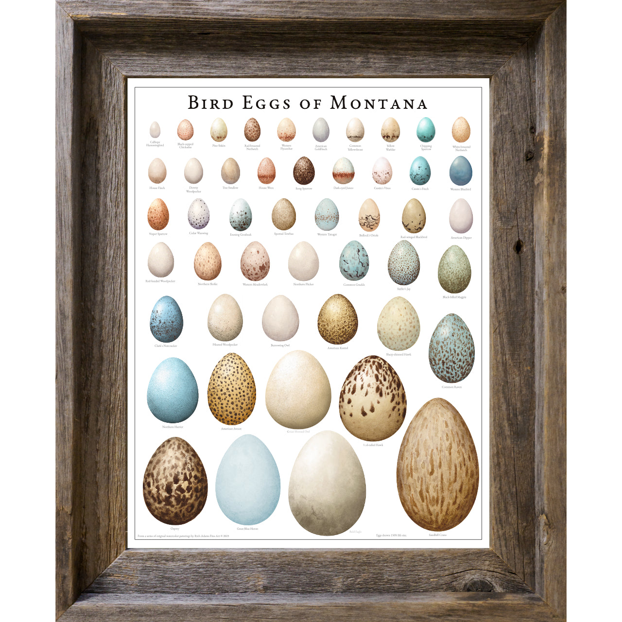 Bird Eggs of Montana
