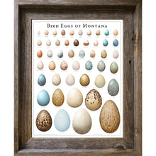 Load image into Gallery viewer, Bird Eggs of Montana
