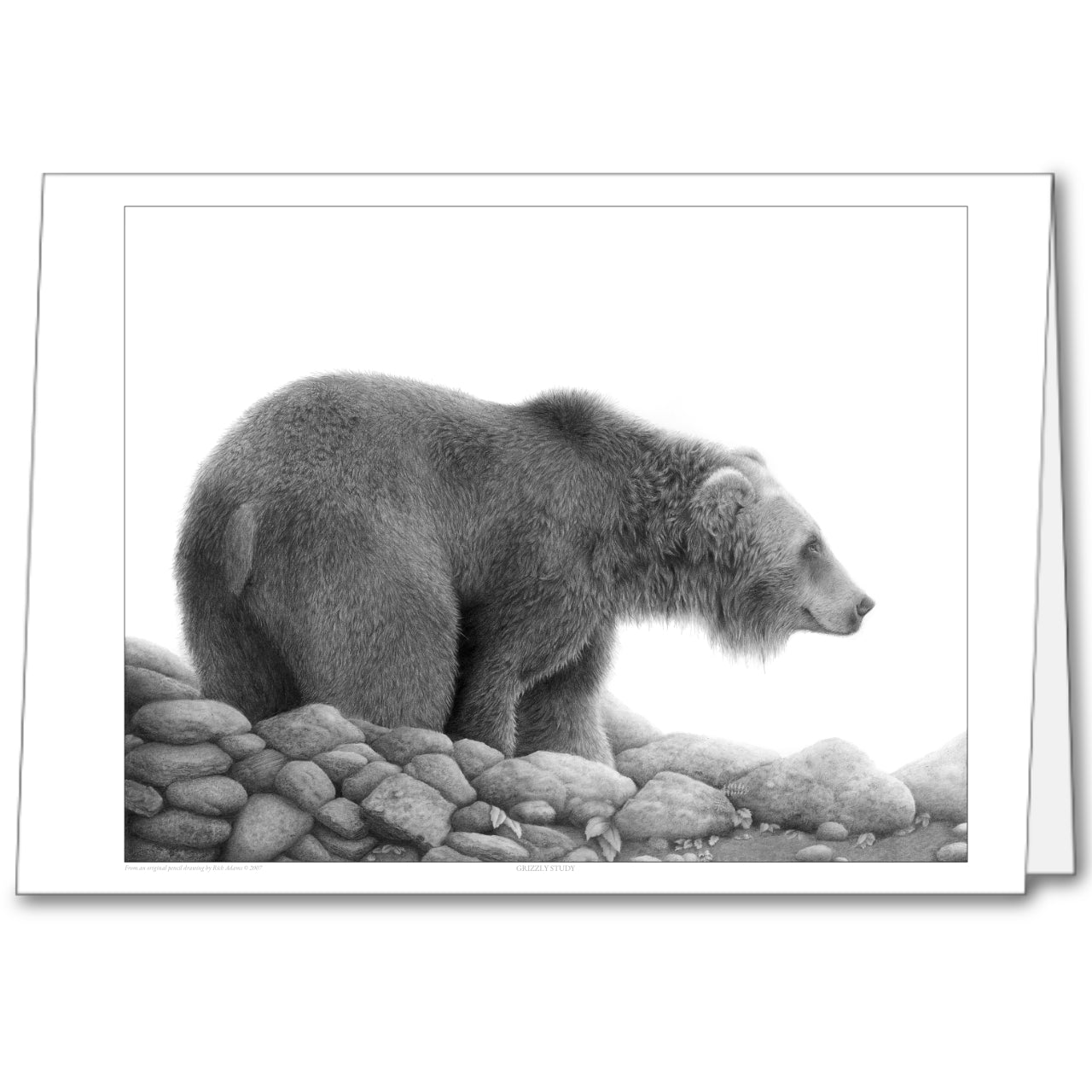 Grizzly Study