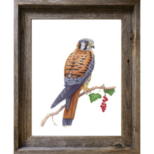 Load image into Gallery viewer, American Kestrel
