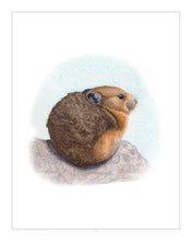 Load image into Gallery viewer, Pika
