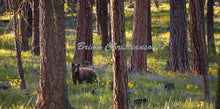 Load image into Gallery viewer, &quot;Dappled Bear&quot; Gallery Wrap Print in Black Frame Brian Christianson
