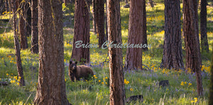 "Dappled Bear" Gallery Wrap Print in Black Frame Brian Christianson