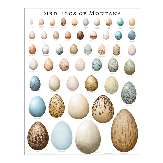 Bird Eggs of Montana