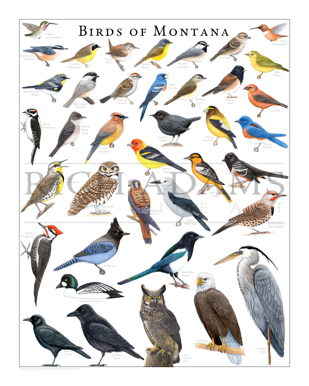 Birds of Montana by Rich Adams