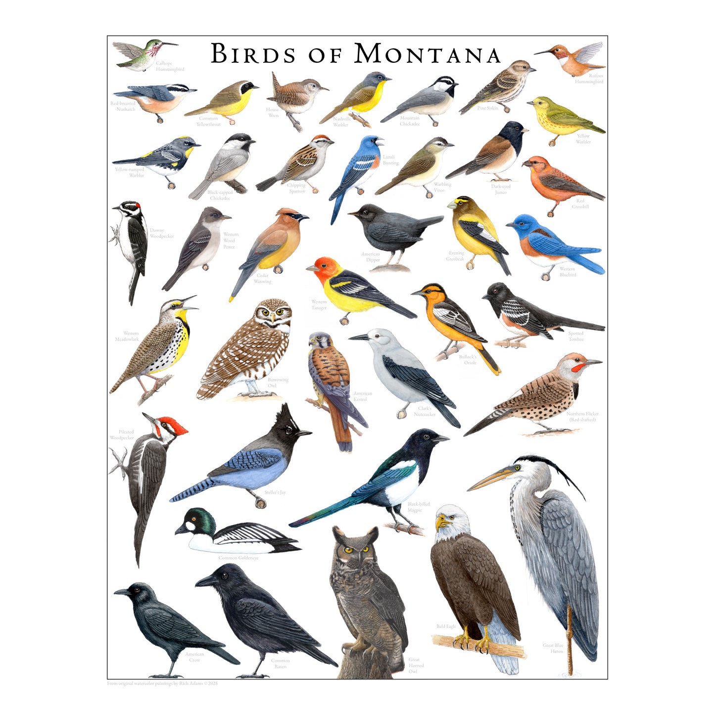 Birds of Montana
