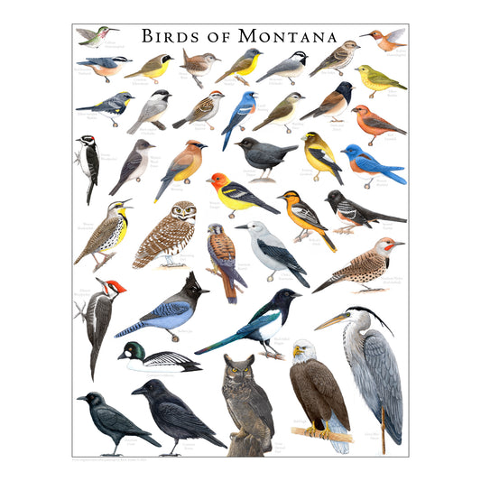 Birds of Montana