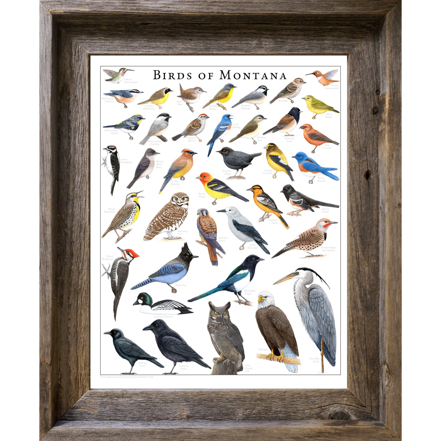 Birds of Montana