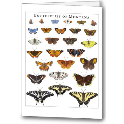 Butterfly Notecards (set of 5)