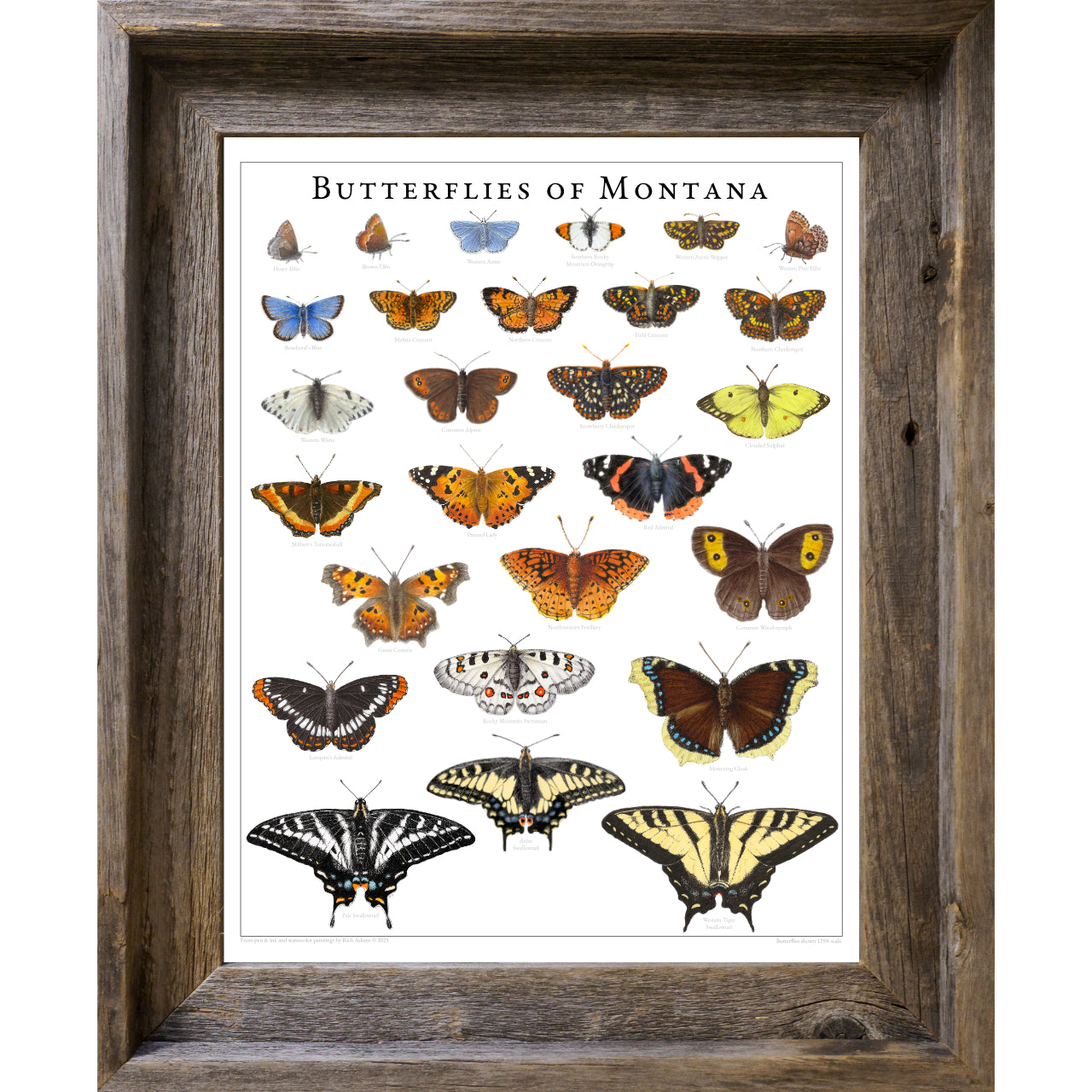 Butterflies of Montana