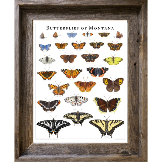 Butterflies of Montana