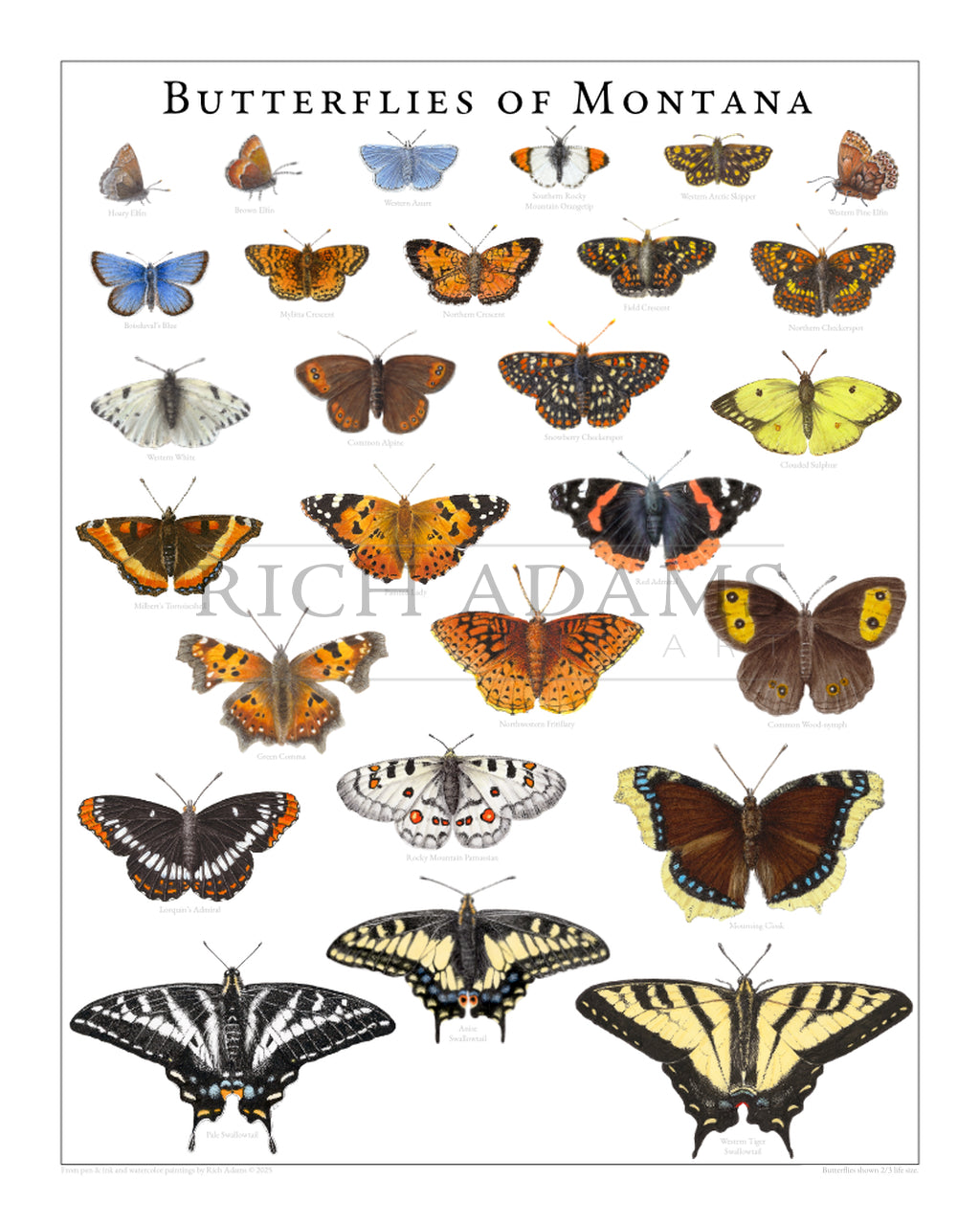 Butterflies of Montana by Rich Adams