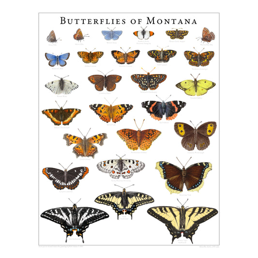 Butterflies of Montana
