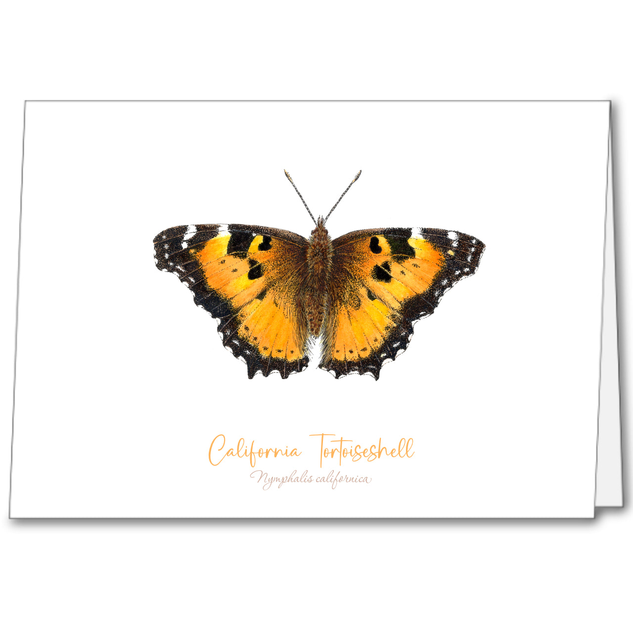 Butterfly Notecards (set of 5)