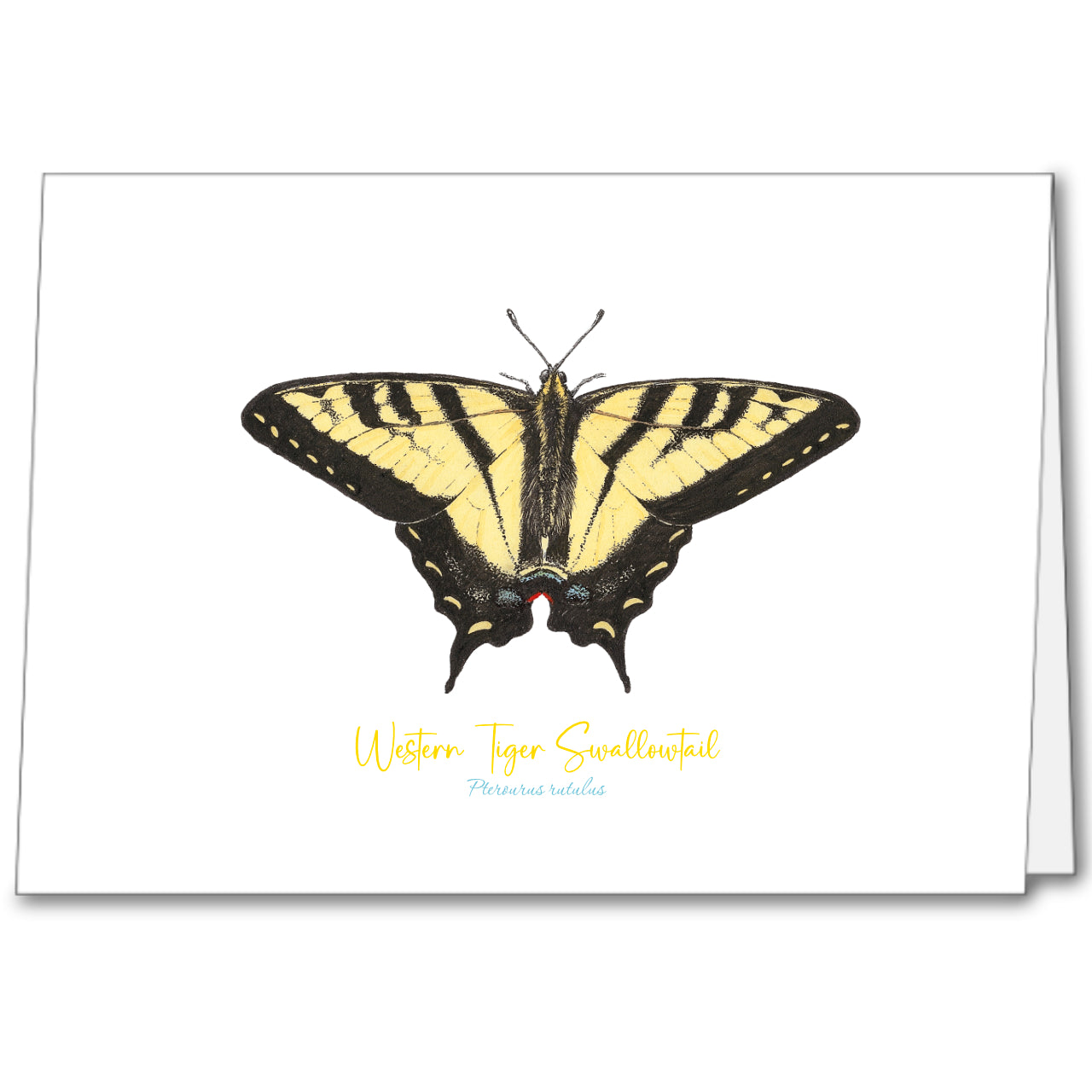 Butterfly Notecards (set of 5)