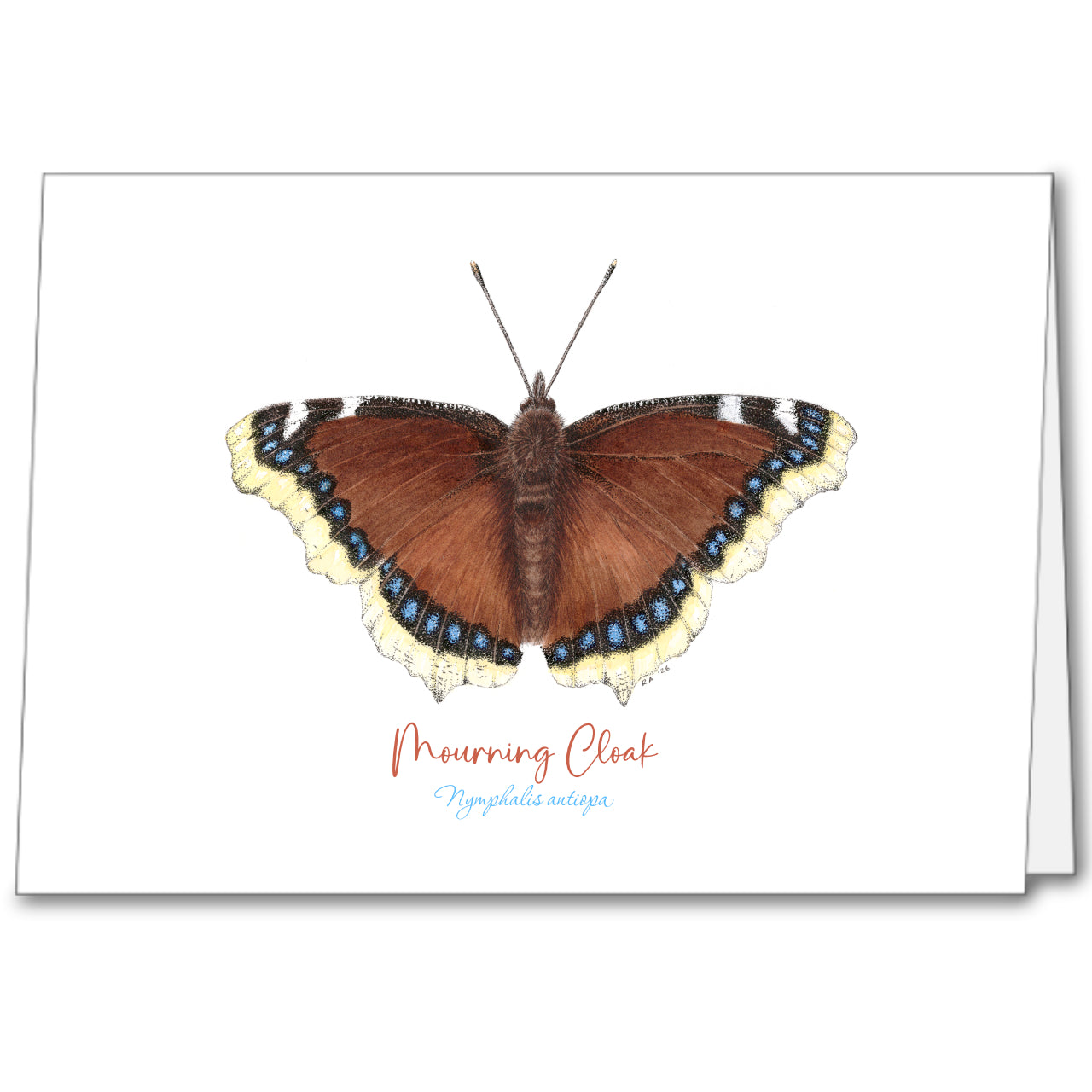 Mourning Cloak Butterfly print