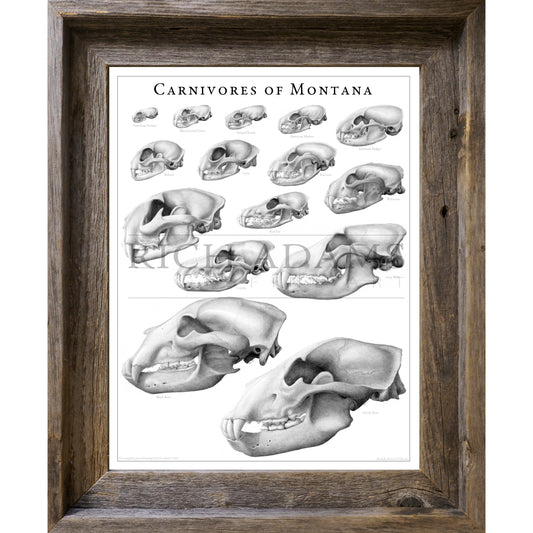 Carnivores of Montana