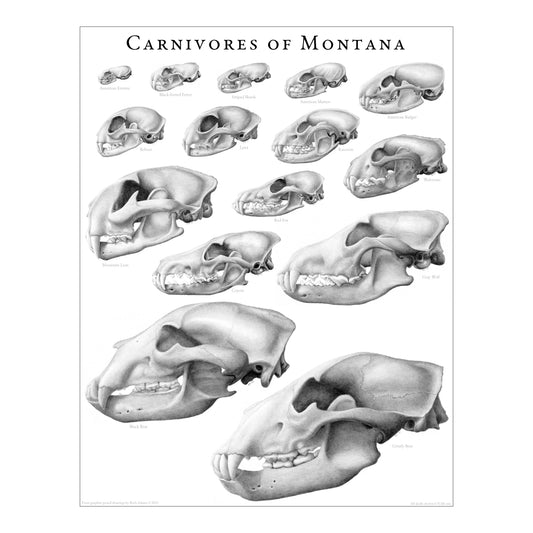 Carnivores of Montana