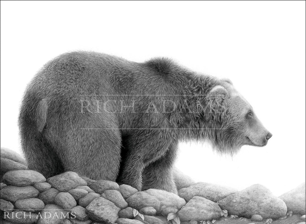Grizzly Study, Rich Adams