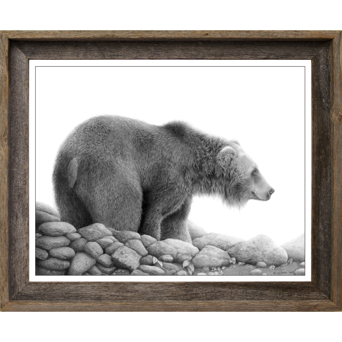 Grizzly Study