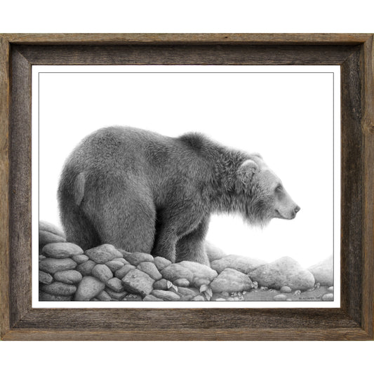 Grizzly Study