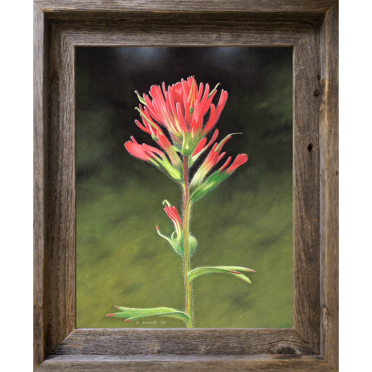 Indian Paintbrush