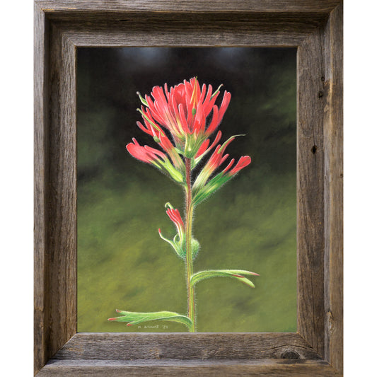 Indian Paintbrush