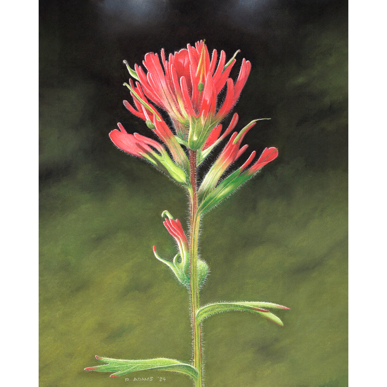 Indian Paintbrush