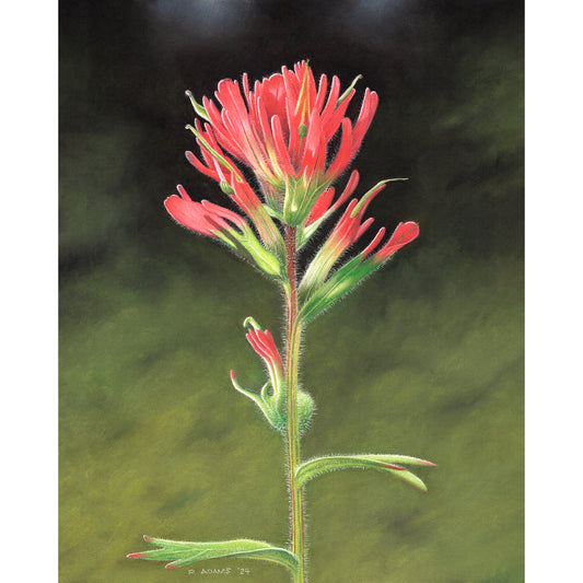Indian Paintbrush