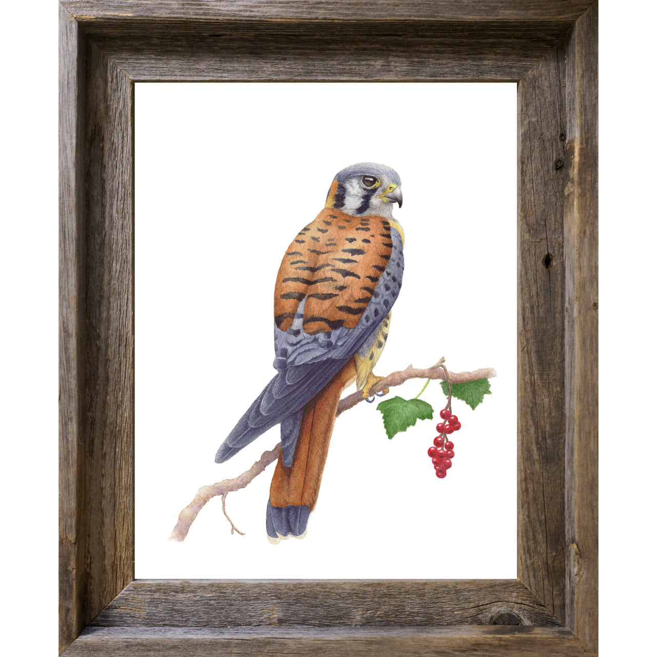 American Kestrel