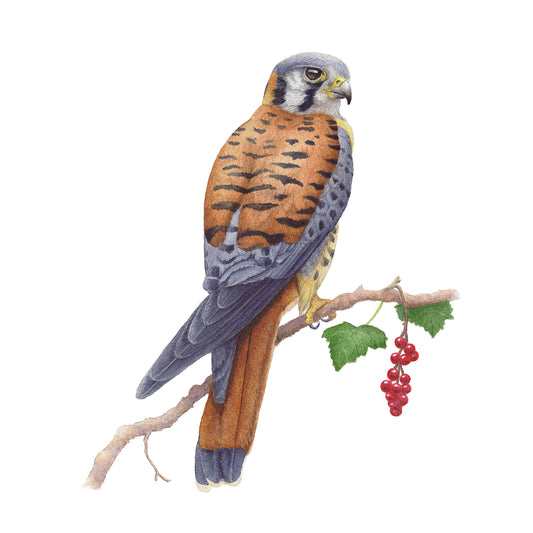 American Kestrel
